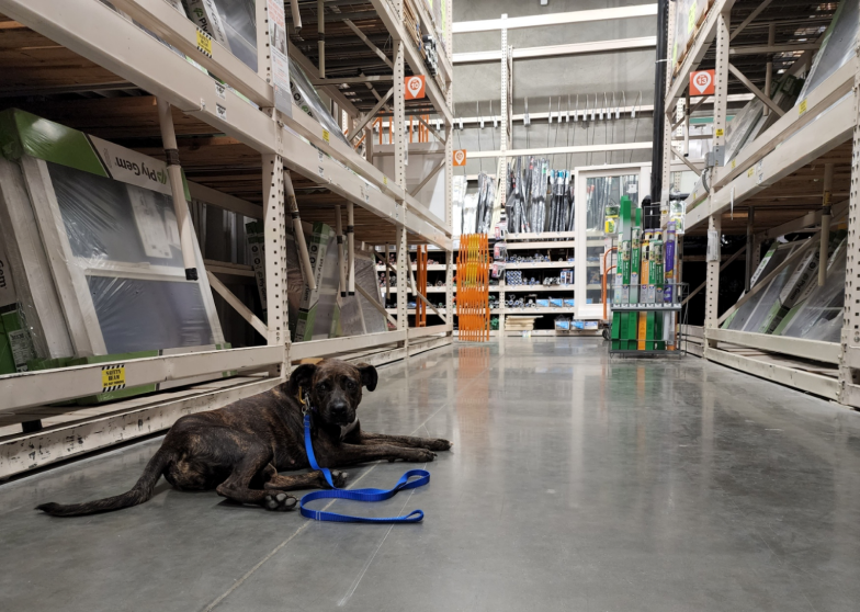 Elevate your dog's behavior with our intensive Board & Train program. Experience a transformative journey as your dog undergoes personalized training, weekly private lessons, and gains valuable skills for real-life situations. Unlock the full potential of your canine companion.