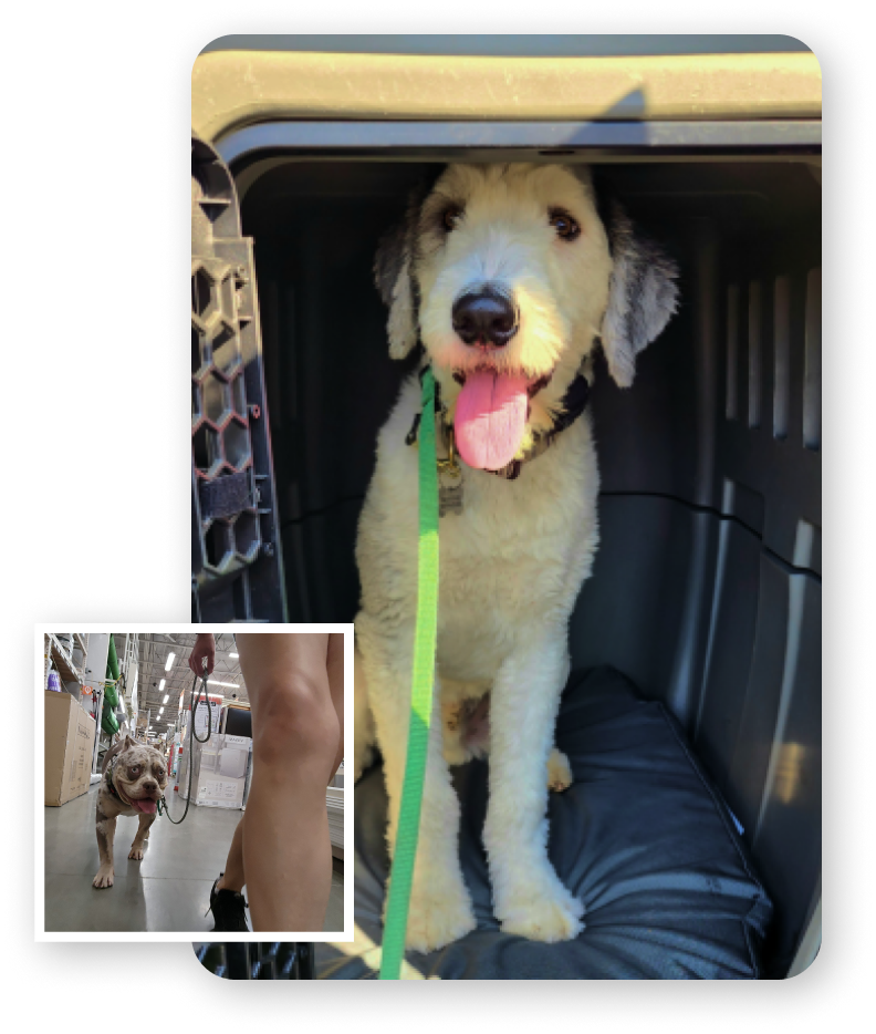 Inclusion K9 Training is dedicated to helping dog owners create calm, balanced, and well-behaved canine companions. We have successfully helped countless dog owners achieve remarkable improvements in their dogs' behavior and obedience. Whether you are dealing with basic obedience issues or more complex behavioral challenges, we are confident in our ability to provide effective solutions tailored to your specific needs. You can trust us to bring out the best in your beloved dog and experience the joy of having a well-behaved dog that can be included in all life's adventures.
